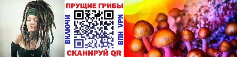 Псилоцибиновые грибы мицелий  где купить наркоту  Избербаш 